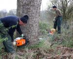 Medewerkers van fa. Bours zijn bezig met het omzagen van de bomen langs de Maas. (11-11-2009 - Jan Dolmans)
