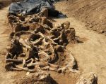 Een graf met de resten van minstens 52 paarden uit de zestiende of zeventiende eeuw, vlakbij Borgharen, werden in een greppel gevonden tijdens werkzaamheden van het Consortium Grensmaas. De overblijfselen liggen gestapeld in een greppel, slechts 1m beneden het maaiveld. Via datering met de C-14 methode is vastgesteld dat de paardenresten zo'n 350 jaar oud zijn.  (30-6-2010 - Jan Dolmans)
