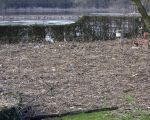 Voor bewoners met een tuin die aan de Maas grenst heeft de Maas bij elk hoogwater een verrassing in petto.  (19-1-2011 - Jan Dolmans)