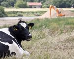 Deze koe kan alle ophef over de grensmaas niet deren, als het gras maar groen is.  (24-6-2011 - Jan Dolmans)