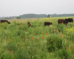 Een deel van de kudde Galloways die bestaat uit een stier, enkele koeien en twee kalfjes. Er is nog een kalfje op komst. (1-6-2012 - Han Hamakers)