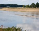 Grinteiland in de Maas ter hoogte van het Kasteel Borgharen volgepakt met watervogels.  (16-8-2012 - Jan Dolmans)
