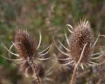 Wilde kaardebol, een beschermde plant, voorkomend op open en enigzins grazige en vochtige plaatsen.  (16-9-2012 - Jan Dolmans)
