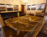 Een van de 65 skeletten uit het vermaarde paardengraf in Borgharen uit de zeventiende eeuw was die dag tentoongesteld.   (15-9-2012 - Jan Dolmans)