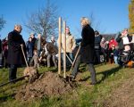 Kees van der Veeken, Gerdo Grootheest en Han Hamakers hebben de eer de eerste van de 142 bomen te planten. (14-11-2012 - Jan Dolmans)