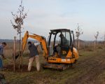 In Borgharen werden vandaag de laatste eikeboompjes geplant.  In totaal zijn er in Borgharen 62 bomen geplant.   (20-11-2012 - Jan Dolmans)