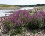 Kattestaart in bloei op de bodem van de Maas. Door de extreem lage waterstand van de Maas in de afgelopen weken is het zaad op die plek gaan ontkiemen en is de bloem zelfs tot bloei gekomen.  (17-8-2013 - Jan Dolmans)